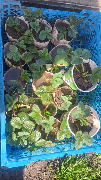 Клубника рассада