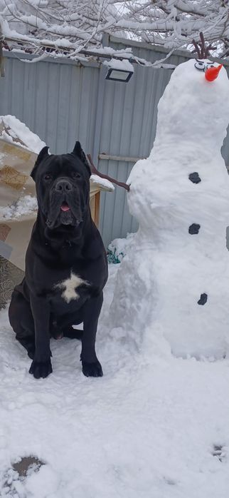 зоогостиница, передержка животных