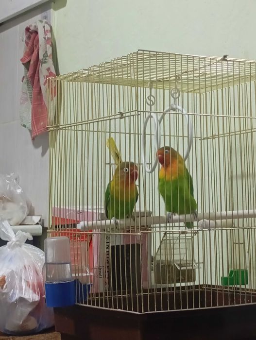 Попугаи Неразлучники