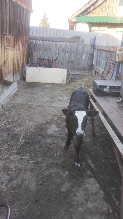 Продам телочку, 1 месяц