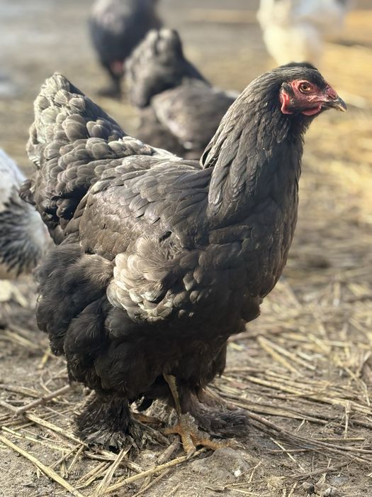 Черный брама продам семья