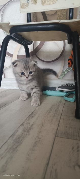Милые шотландские фолдики