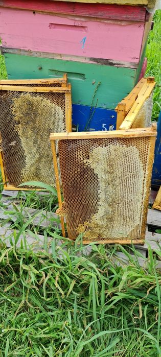 Vand miere de mana, rapita, salcam, poliflora, tei, floarea soarelui