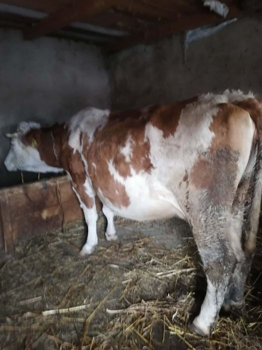 Vând vacă.         .