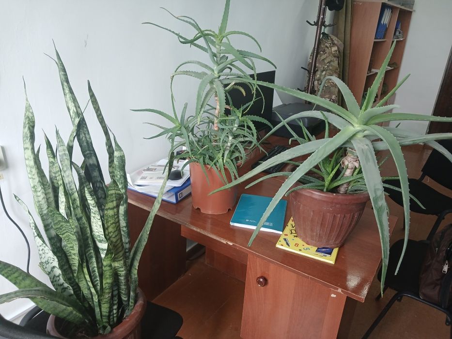 Katta katta keep yillik gullar soriladi Aloe Sansevarii guli shifobaxs