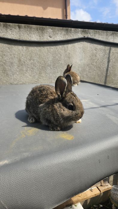 Vand iepuri talie mijlocie