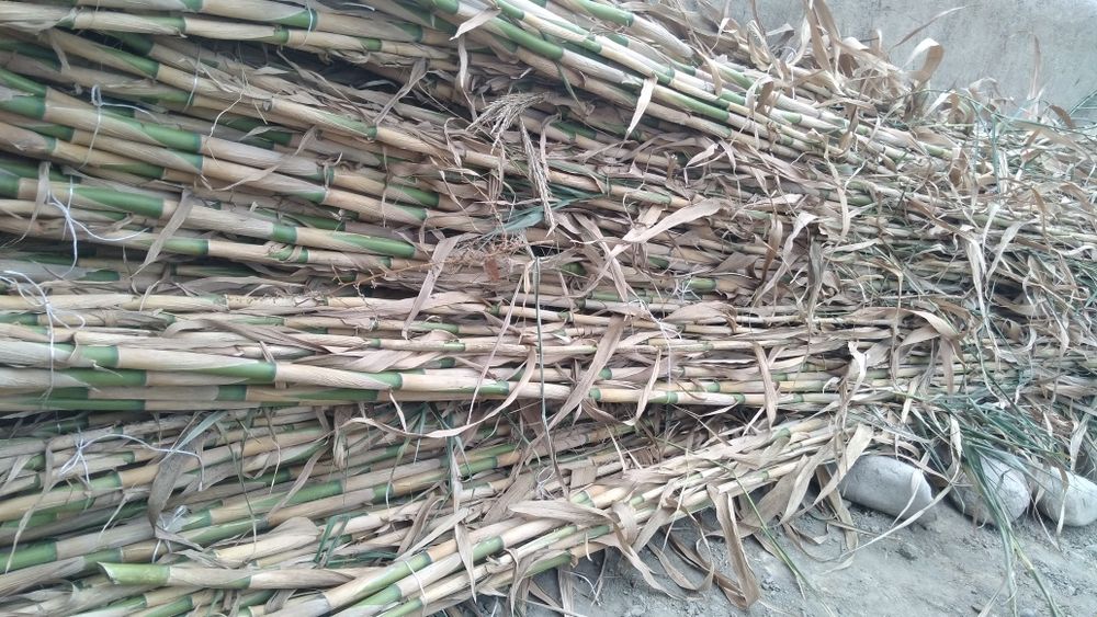 Bambuk sotiladi narxini kelishamiz