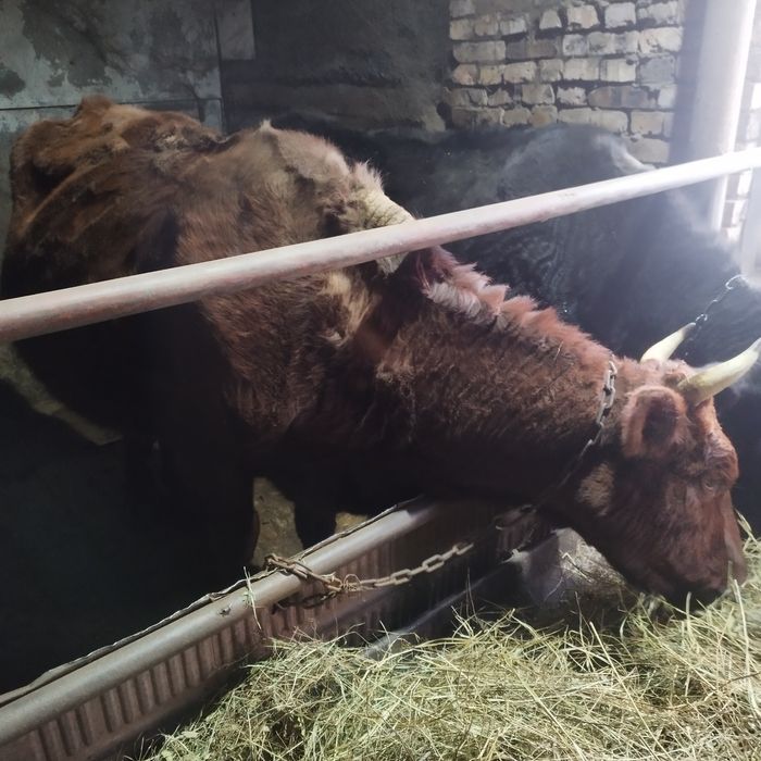 Продам две коровы и тёлочку