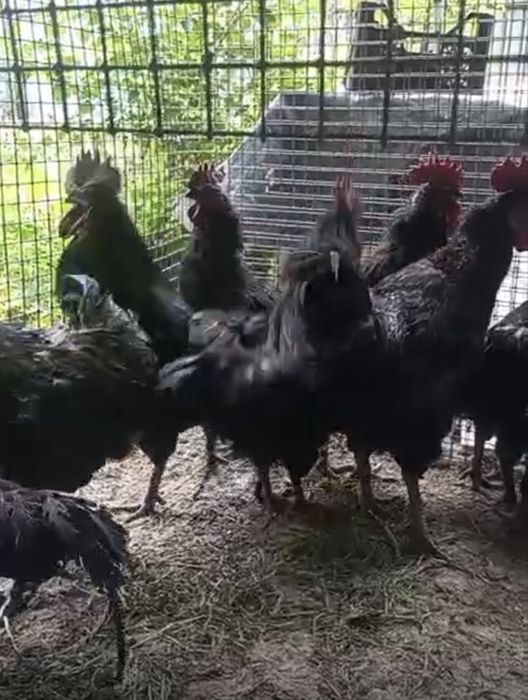 Продам петухов Ухейилюй
