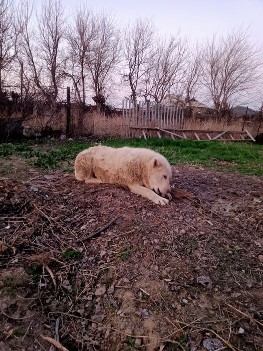 Алабай Собаки Ит ДОГОВОРНАЯ