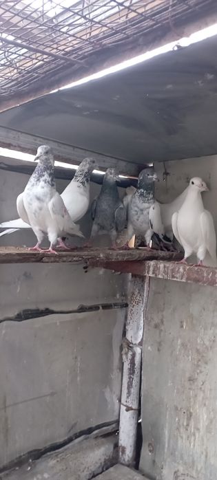 Голуби    Алматы