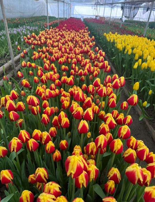 Тюльпаны оптом и розницу