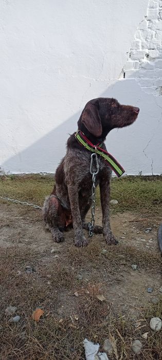 Пропала Собака в Районе Хутора