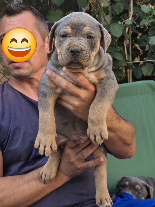 Американско були ХЛ/American Bully XL