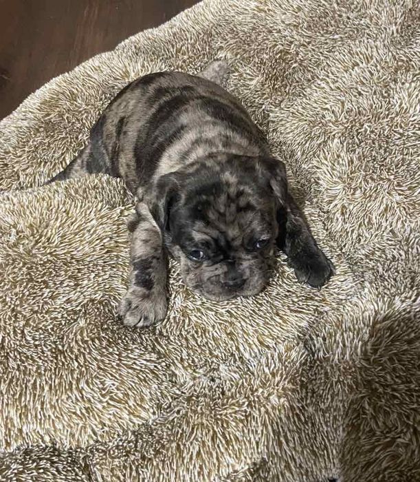 Кученца Френски булдог