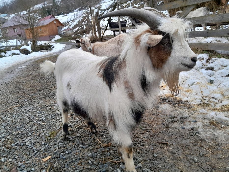 Vând țap de 10 luni