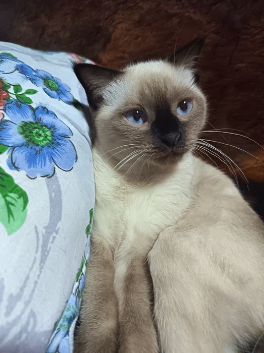 Продается котенок, кошка 3.5 месяца
