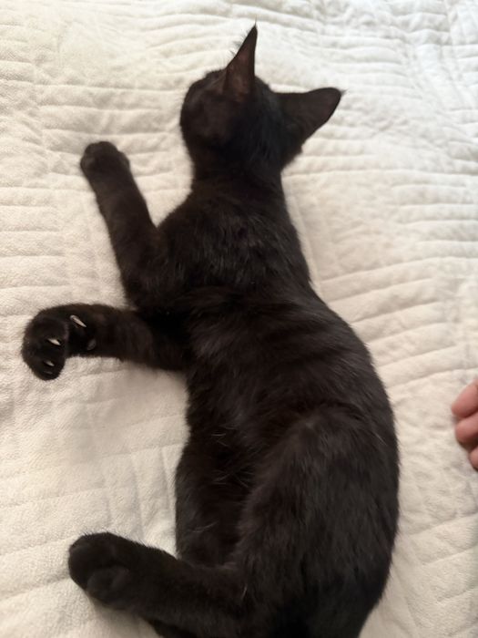 Котят в хорошие руки