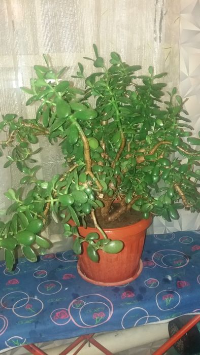 Продам денежное дерево