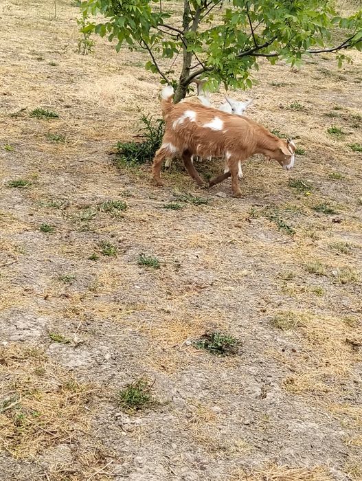 Vînd 3 iede din capre bune de lapte