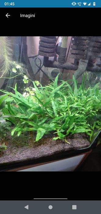 planta acvariu pesti Cabomba,Moss,,anubias..