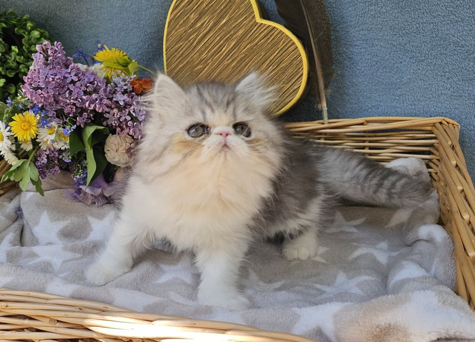 Персийски котенца