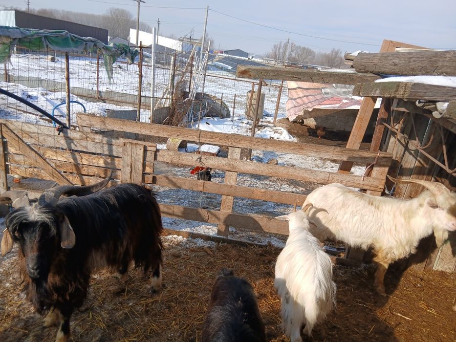 Tap metis anglonubian/carpantina