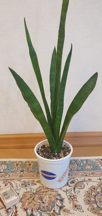 Сансивьерия комнатные растения