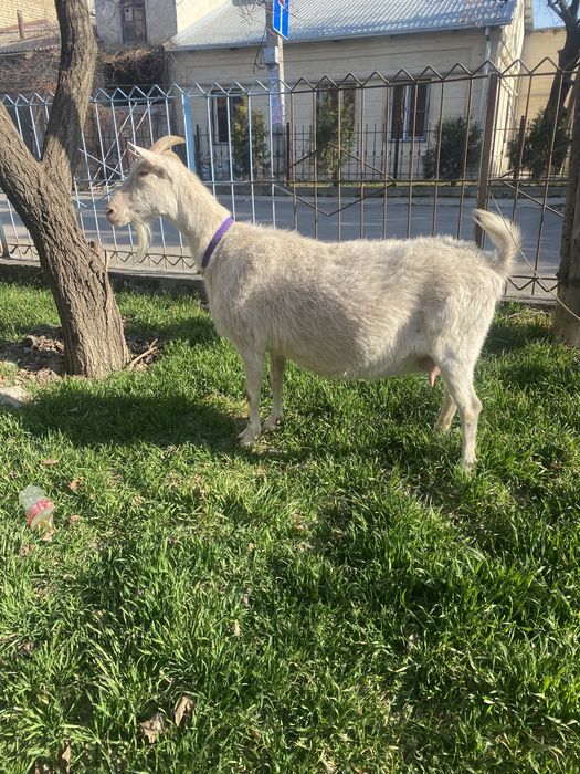 Эчки занин.