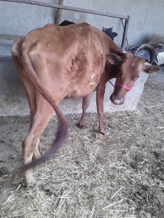 5..Oylik Bug‘oz Sigir Sotiladi. Buxoro Jondor