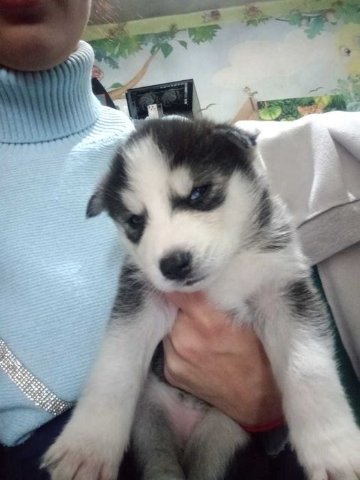 Щенята порода хаски