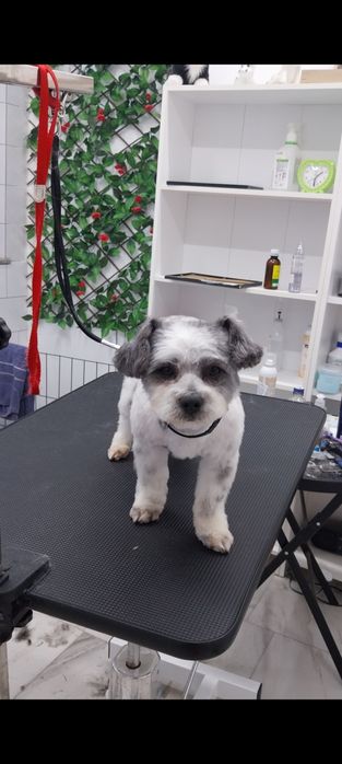 Coafura-Frizerie Canină in Sânmartin Mirific Pet Salon