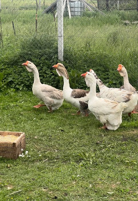 Gâște Holmogor Top