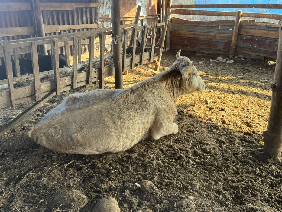 Семіз Сиырлар сатылады,тұқымы жақсы 3-бас