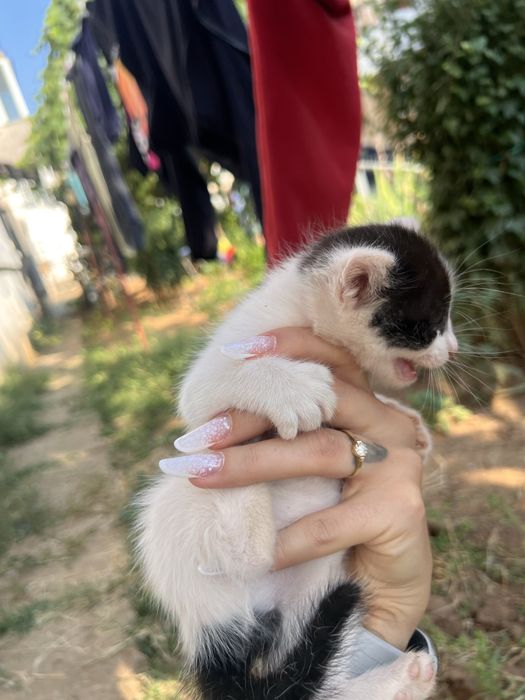 Adoptie pisicute