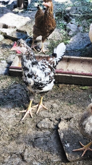 Vând cocoșei moțați
