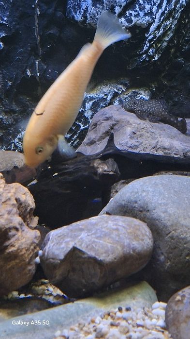 Аквариум с рыбками