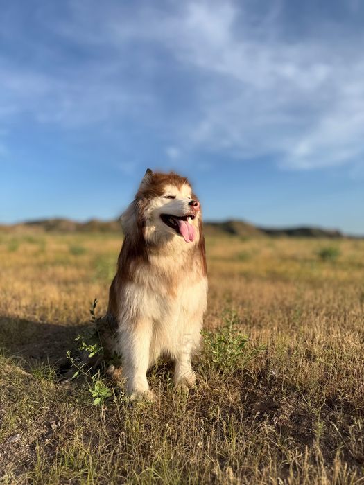 Фотосессия с маламутом