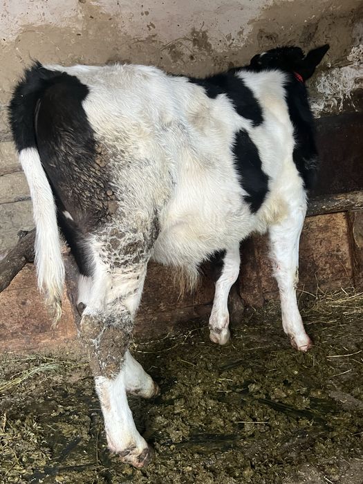 Vand tauras de 4 luni