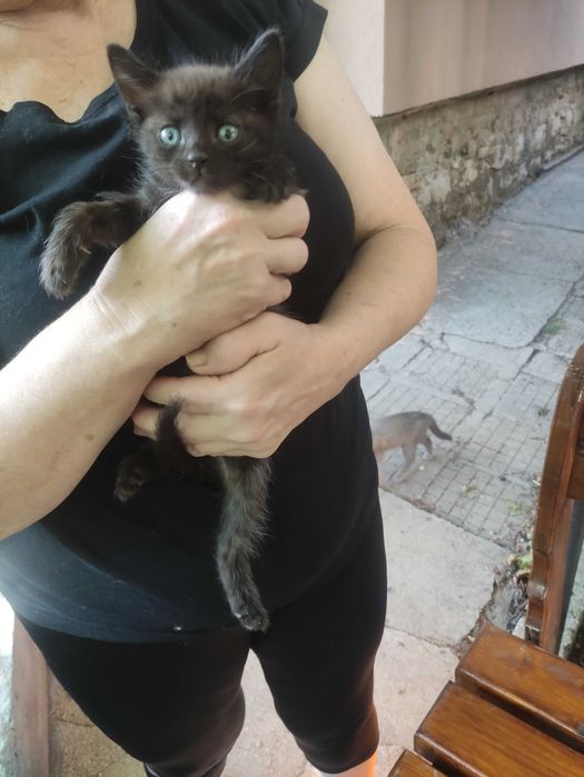 Подарявам малки котета