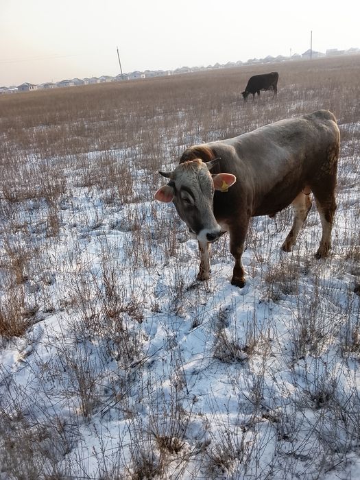 Бык швед на племя