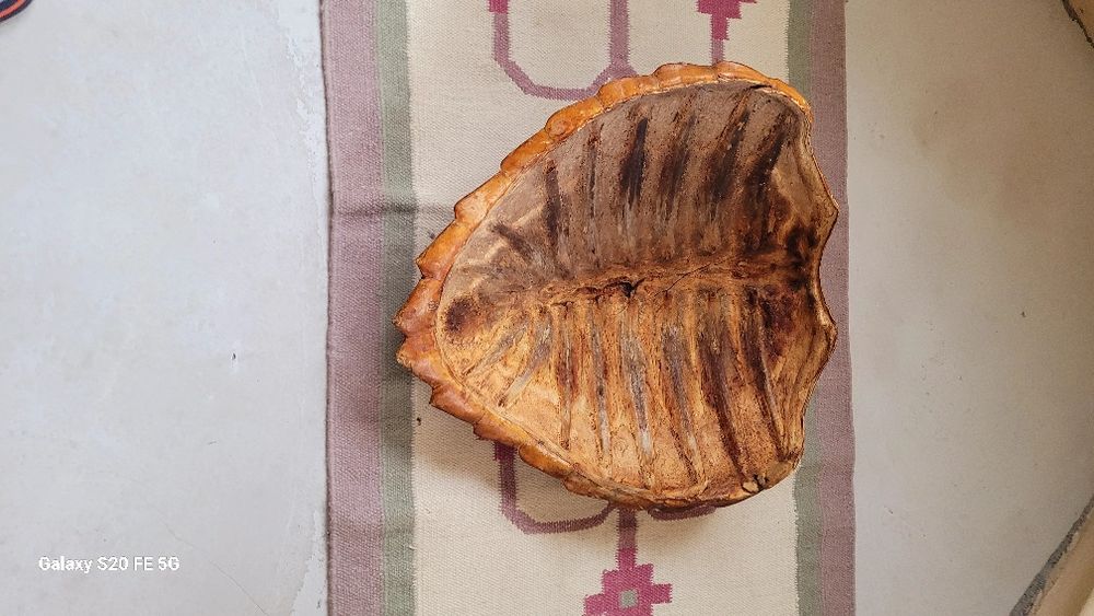 Голяма декоративна автентична коруба черупка от костенурка