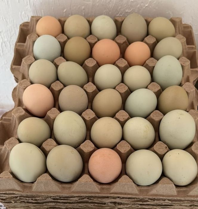 Инкубационое яйцо