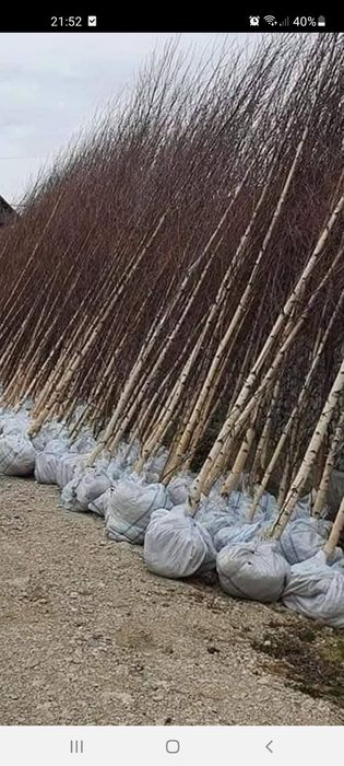 Platan / Mesteacăn/ Catalpa