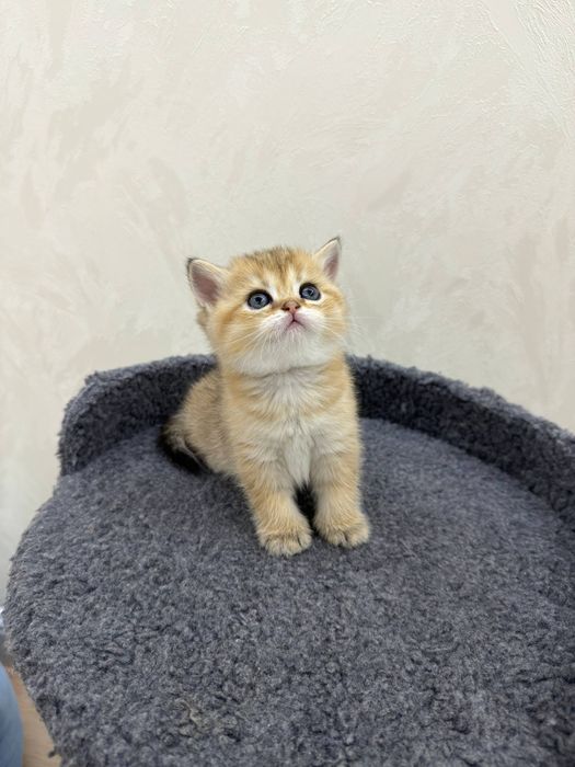 Золотистые шиншиллы девочки фолд и сирайт