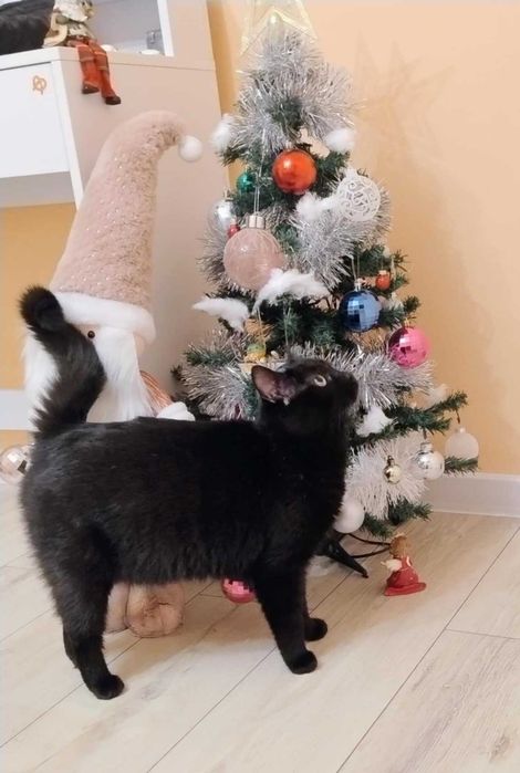 1-годишно момченце от Враца търси ДОМ