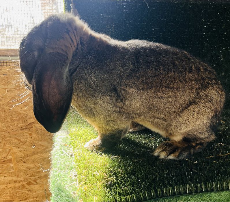 Mascul aguti din Mai 2025