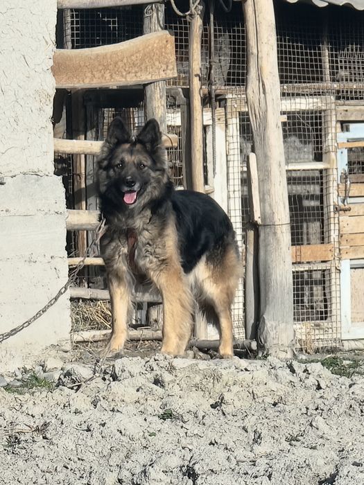 Уч йош ва соглом