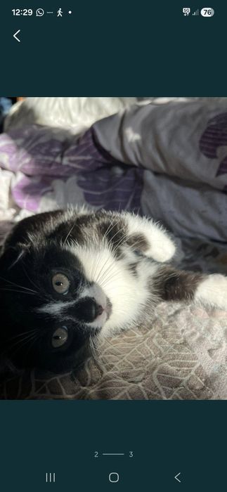 Котик Вислоухий шотландец