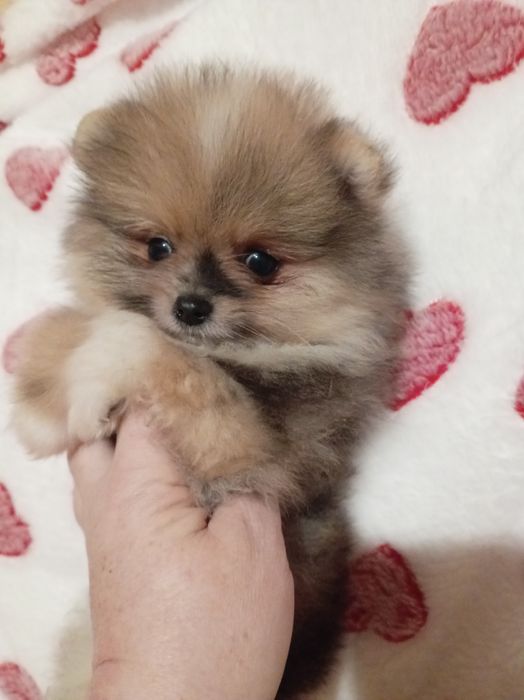 Продам щенка шпица